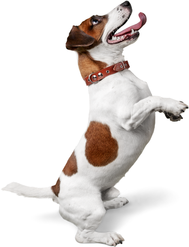 Why Waggly Tails (752x1023), Png Download