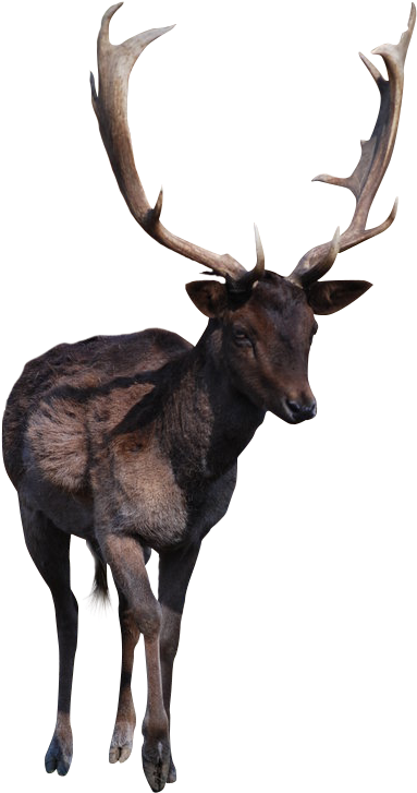 Deer Horns Png (731x1092), Png Download