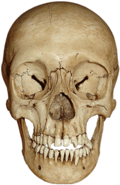 Cranium Front View - Ape Skeleton Head Transparent (400x400), Png Download