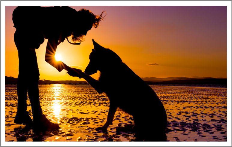 Through Most Of The History Of Photography, Lens Flare - Dog And Girl Beach (800x516), Png Download