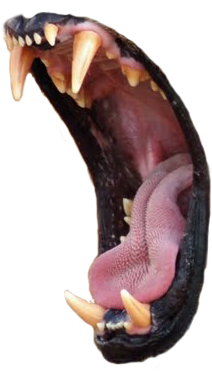 Animala Lions Roar - Roar (346x523), Png Download