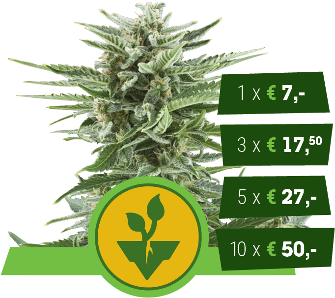 Hemp (729x729), Png Download