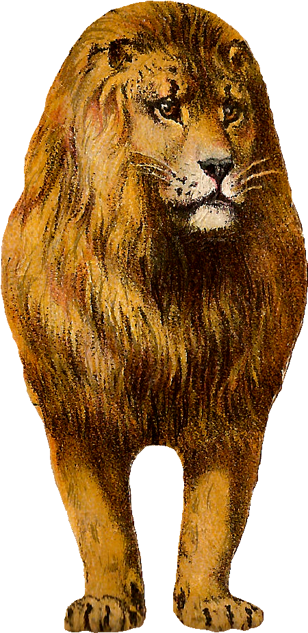 Free Digital Lion Clip Art Animal Graphic Front - Animal Lion (580x1022), Png Download