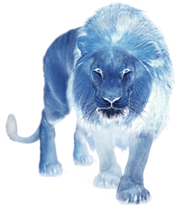 Masai Lion (480x480), Png Download