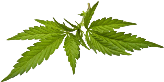 Fern (650x431), Png Download
