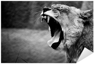 Lion Roar (400x400), Png Download