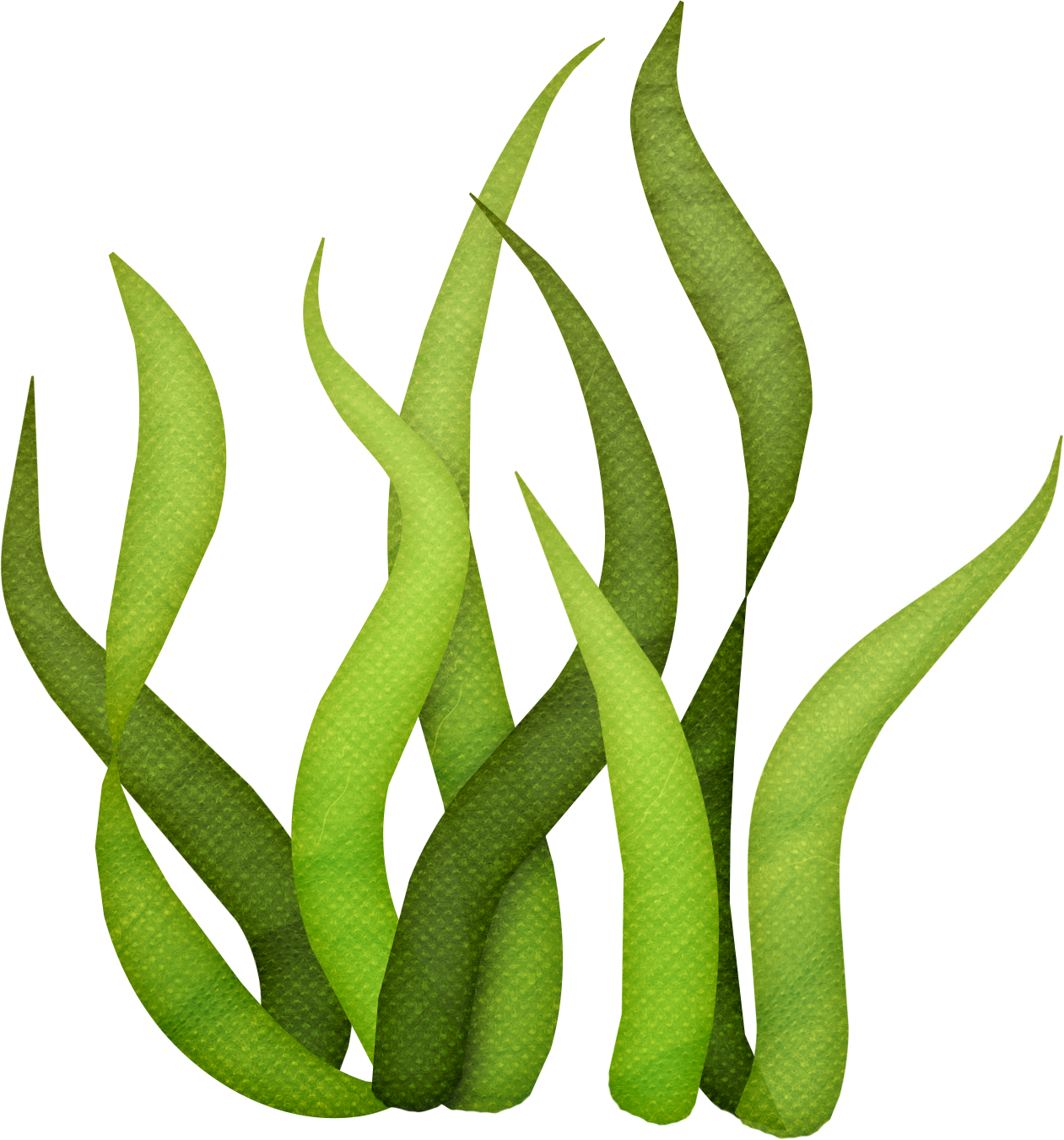 Vector Free Algae Clipart Giant Kelp - Algas De Mar Png (956x1024), Png Download