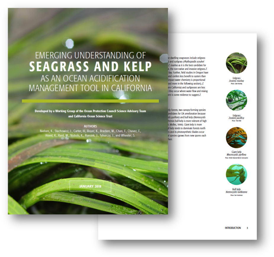 Emerging Understanding Of Seagrass And Kelp As An Ocean - Management (938x881), Png Download