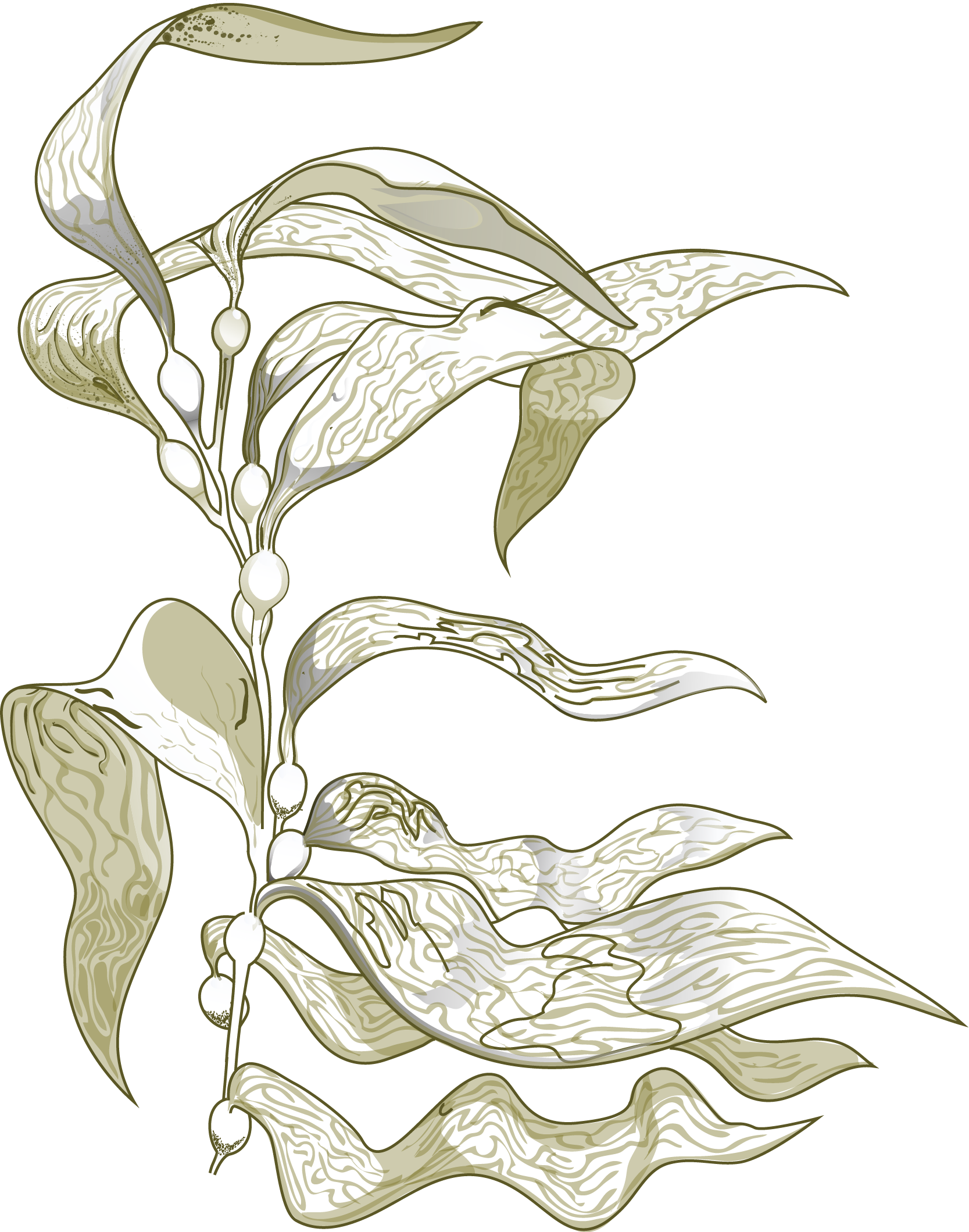 Sign Up For Our Newsletter - Sea Kelp Drawing (1667x2119), Png Download