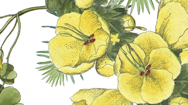 By Kathy Ferrari - Flowers Wix (655x367), Png Download