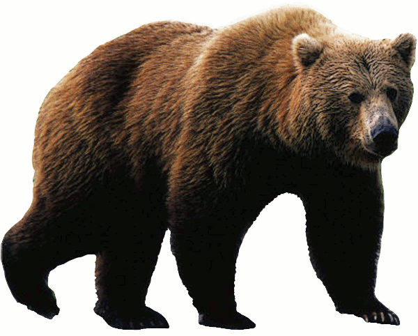 Grizzly Bear Png Download - Grizzly Bear Png (600x482), Png Download