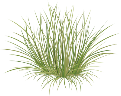 Beach Grass Png - Sweet Grass (400x319), Png Download