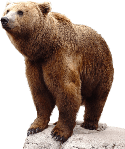 Free Png Bear Png Images Transparent - Bear Png (480x570), Png Download