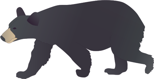 Black Bear Drawing - American Black Bear Drawing (501x258), Png Download