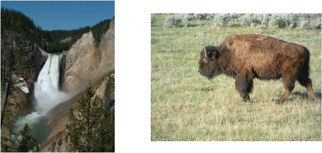 Picture - Yellowstone National Park, Lower Falls (628x299), Png Download