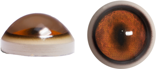 Fox Eyes Transparent Background - Download All Png Background (500x500), Png Download