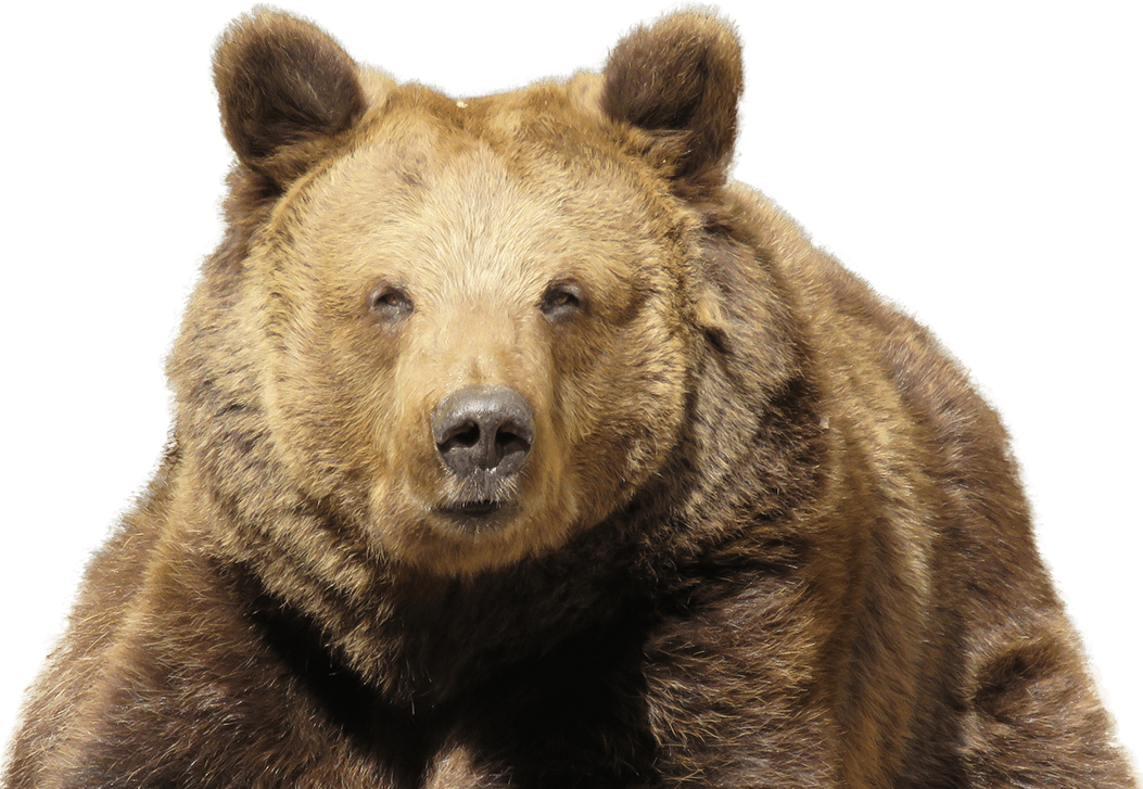 Go To Image - Eurasian Brown Bear Png (1053x727), Png Download