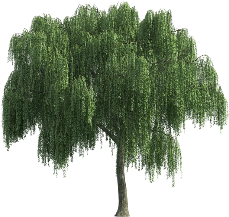 Sauce Lloron Tree Render, Landscape Sketch, Landscape - Weeping Willow No Background (800x800), Png Download