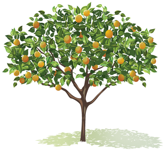 Graphic Freeuse Stock Fruit Trees Clipart - Trees With Flowers And Fruits Drawing (535x494), Png Download