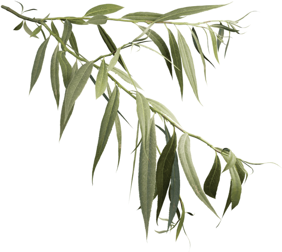White Willow - Weeping Willow Branch (1024x1024), Png Download