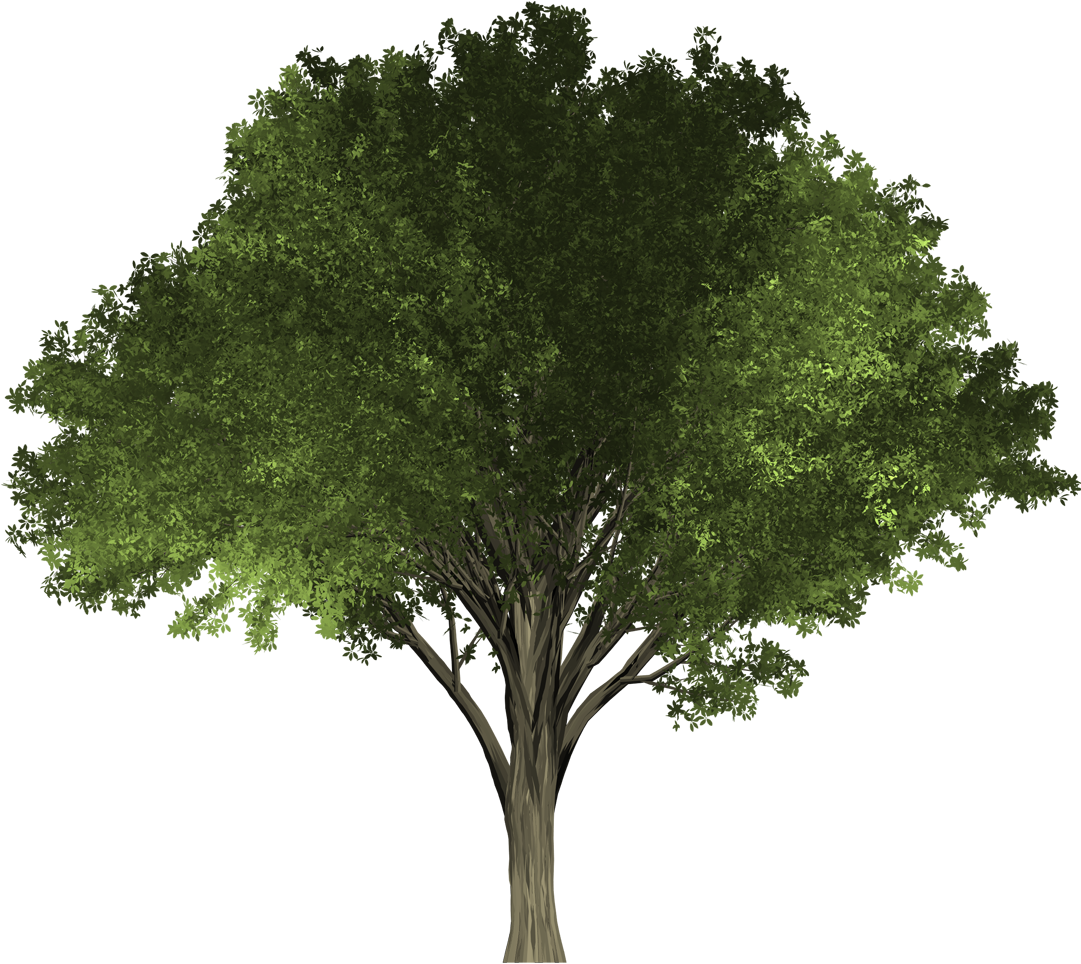 The Petalless Flowers Appear Before The Leaves And - Tree Transparent (1080x1020), Png Download