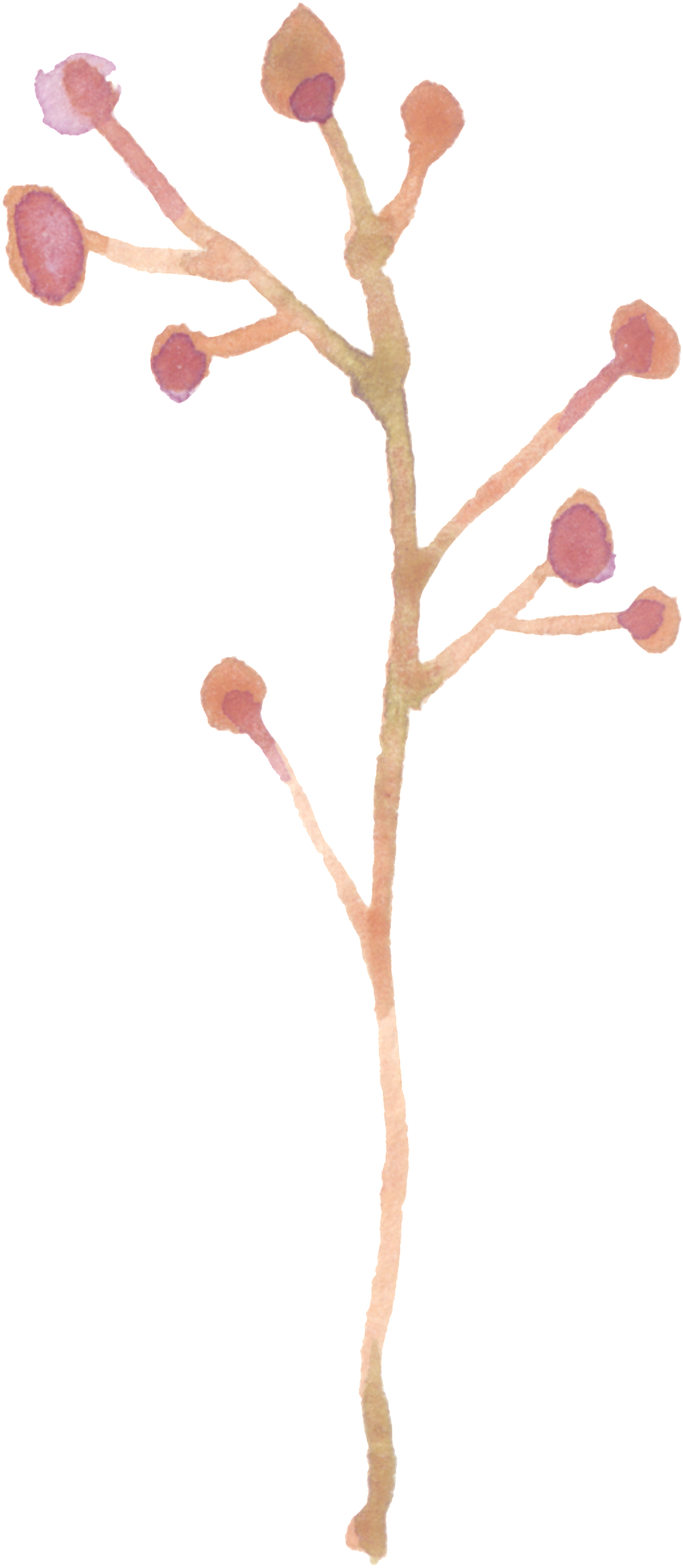 This Graphics Is Branch Fruit Transparent Decorative - Portable Network Graphics (1024x2351), Png Download