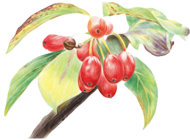 Colored Pencil Drawing Watercolor Painting - Drawing (502x502), Png Download