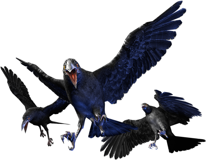 Cr Crow (800x800), Png Download