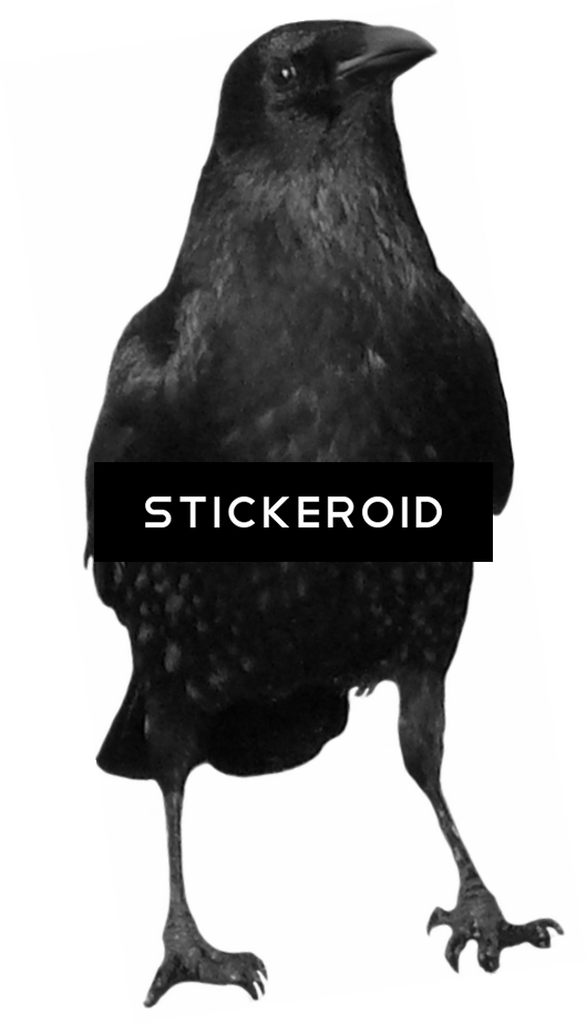 Crow (530x924), Png Download
