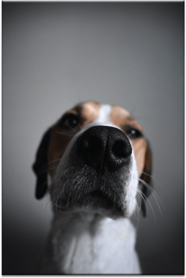 Guilty (1000x1000), Png Download