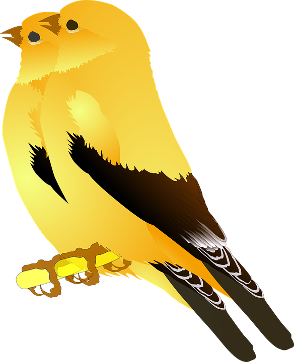 Finch Clipart Gold Bird (584x720), Png Download