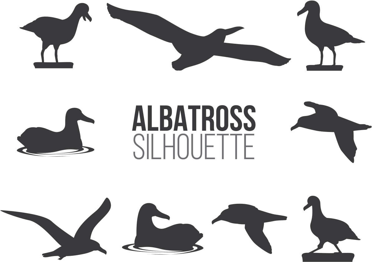 Albatros Sillhaouttes Vector (1400x980), Png Download
