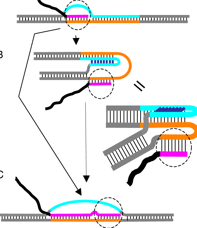 Suggested Model For Transcription Blockage By G Rich (686x791), Png Download