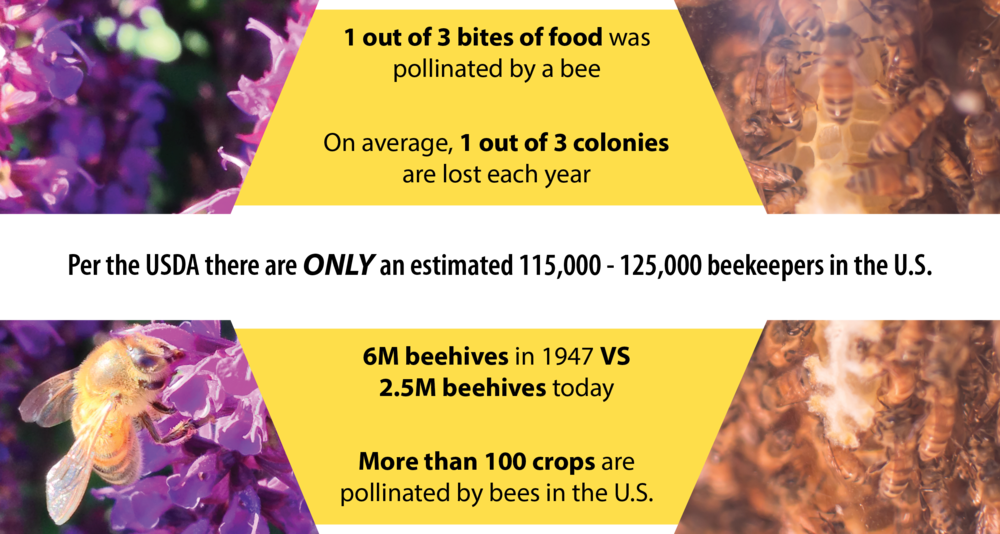 Beecosystem Beekeeper Importance 2 (1000x534), Png Download