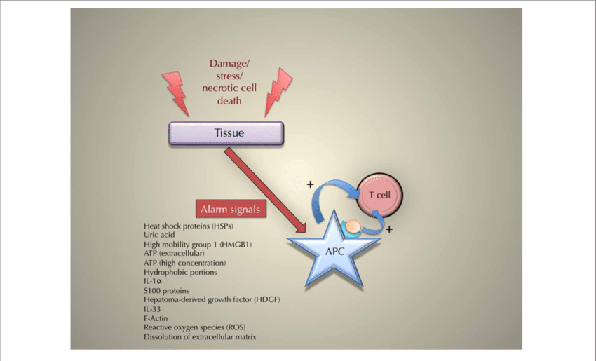 The Principle Of The Triggering Of An Immune Response (850x515), Png Download