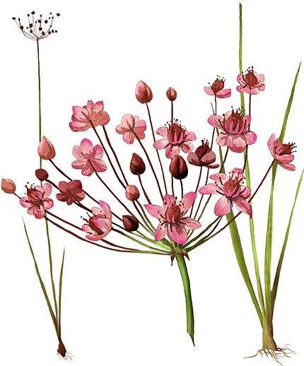 Rush Png (472x760), Png Download