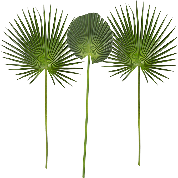 Hoja De Palmera Alt 100 Cm Verde, Lote De (700x700), Png Download