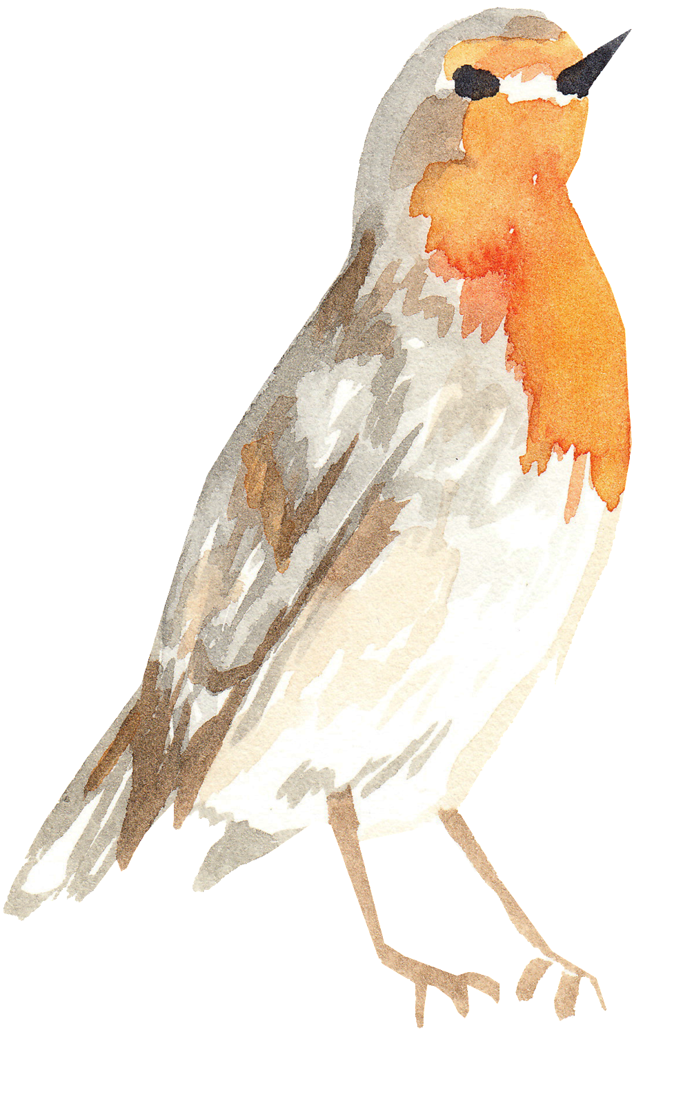 Gray Orange Bird Transparent Decorative (1024x1672), Png Download