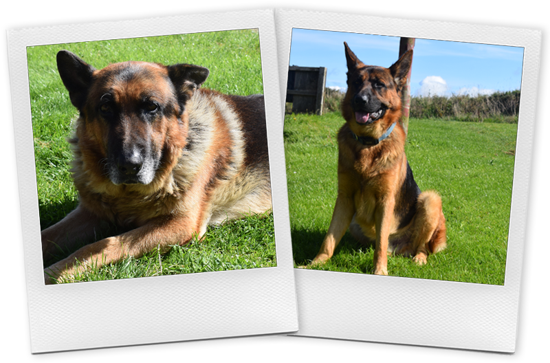 They're Happy To Play With Other Dogs And Make Friends (800x600), Png Download