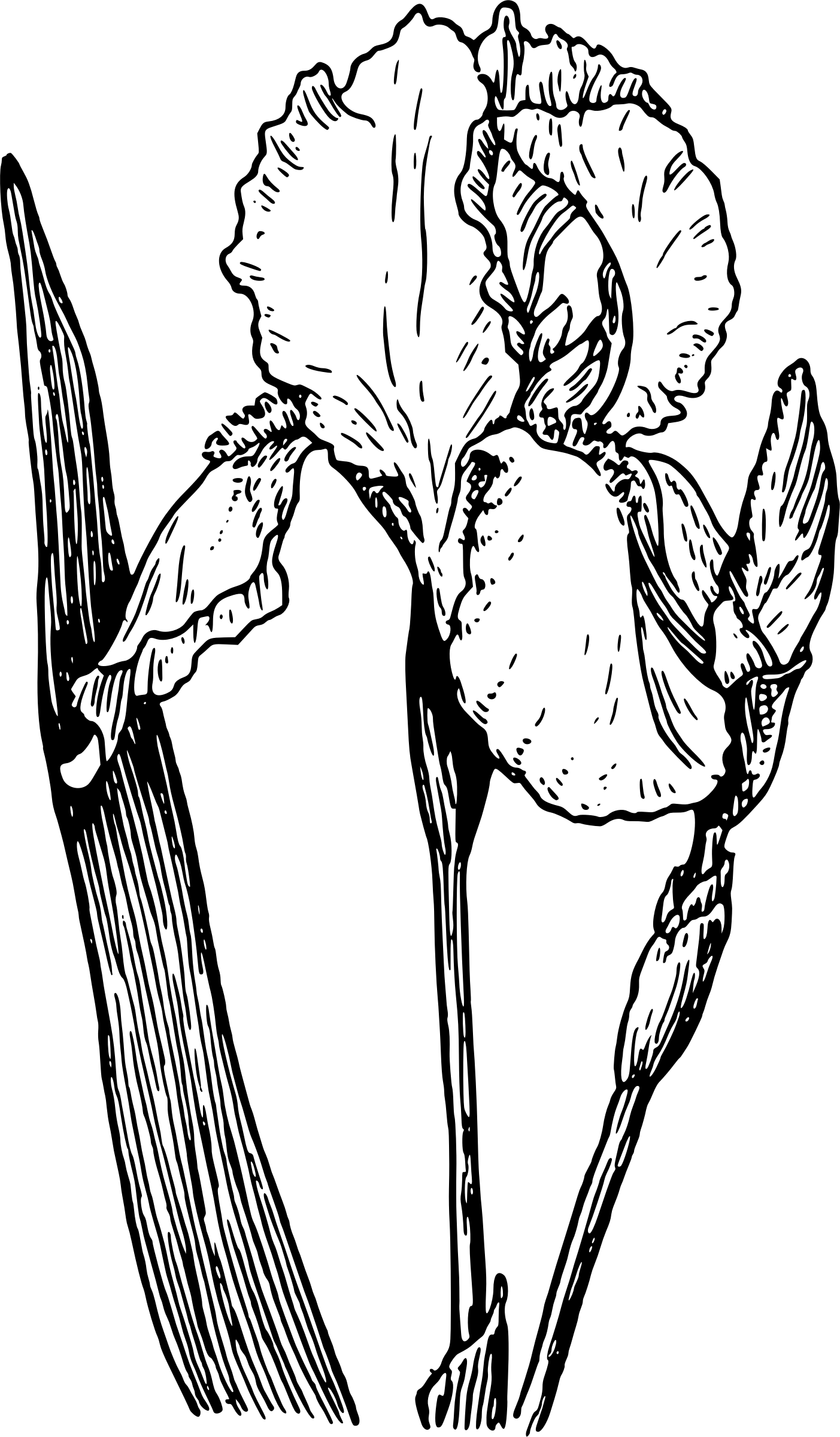 Big Image (1403x2399), Png Download