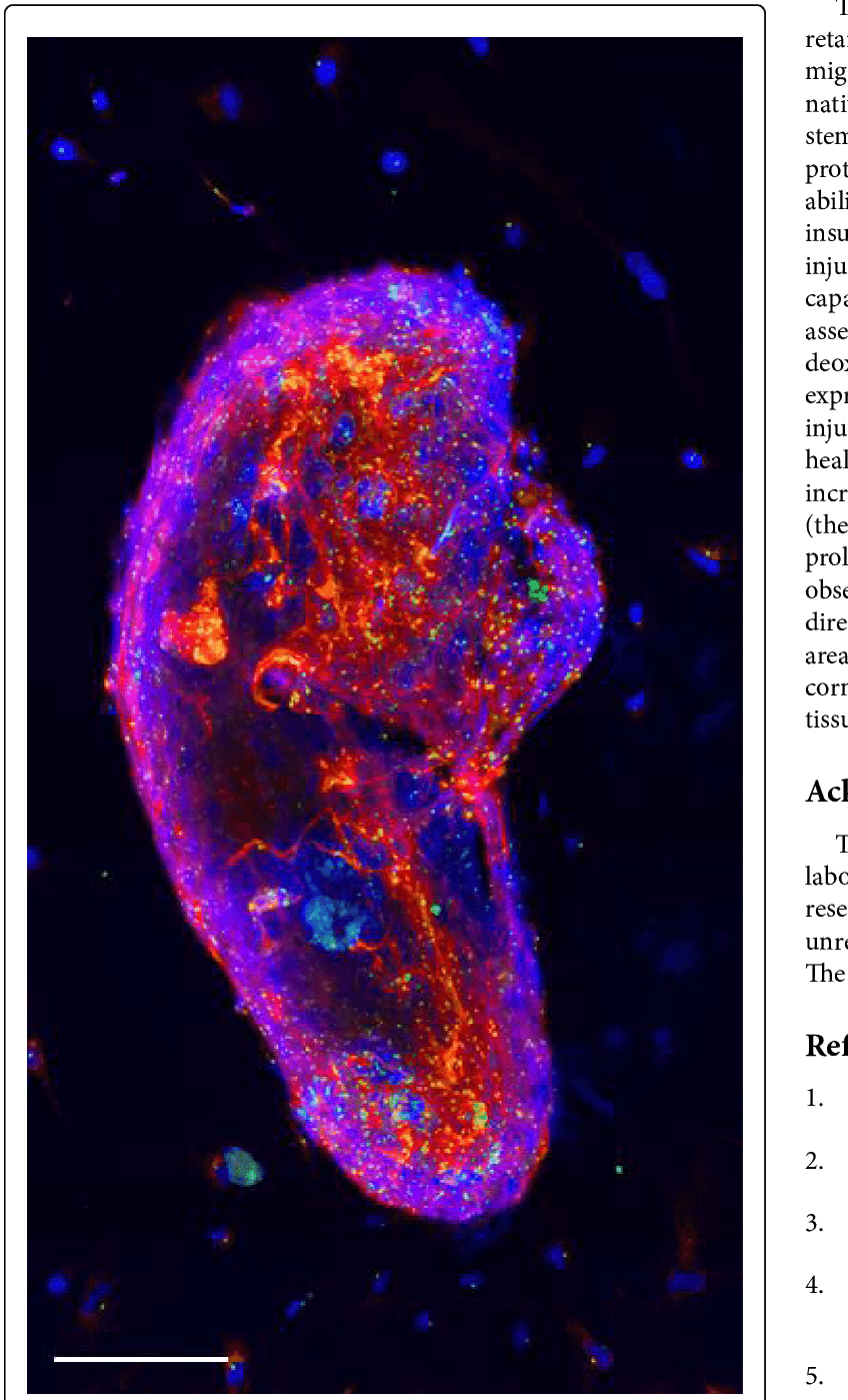 A Sphere Of Corneal Stem Cells Stained For Dapi Tubulin (847x1399), Png Download