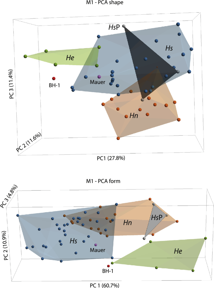 Principal Components Analyses In Shape (top) And Form (850x1140), Png Download