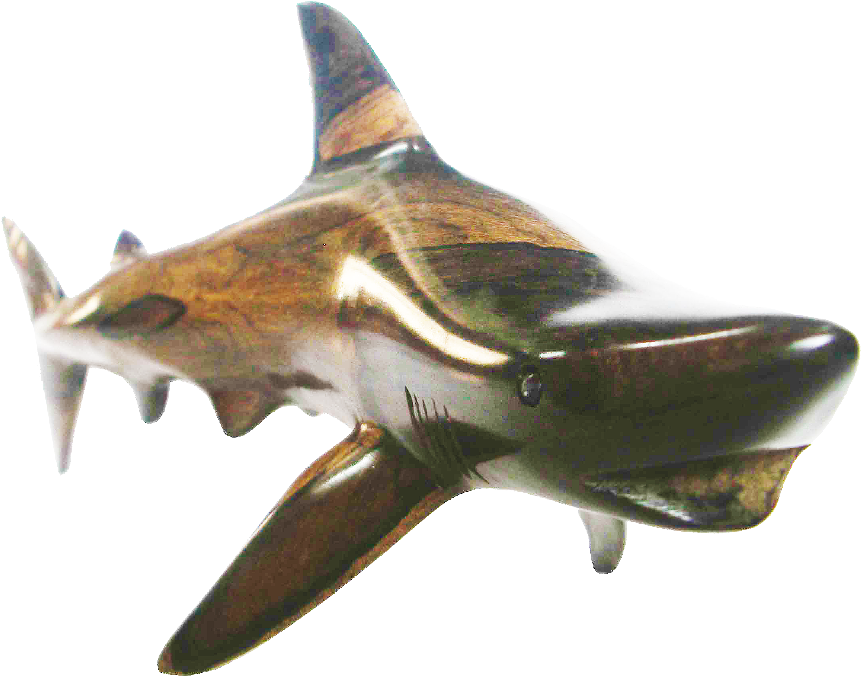 Blacktip Shark M (895x716), Png Download