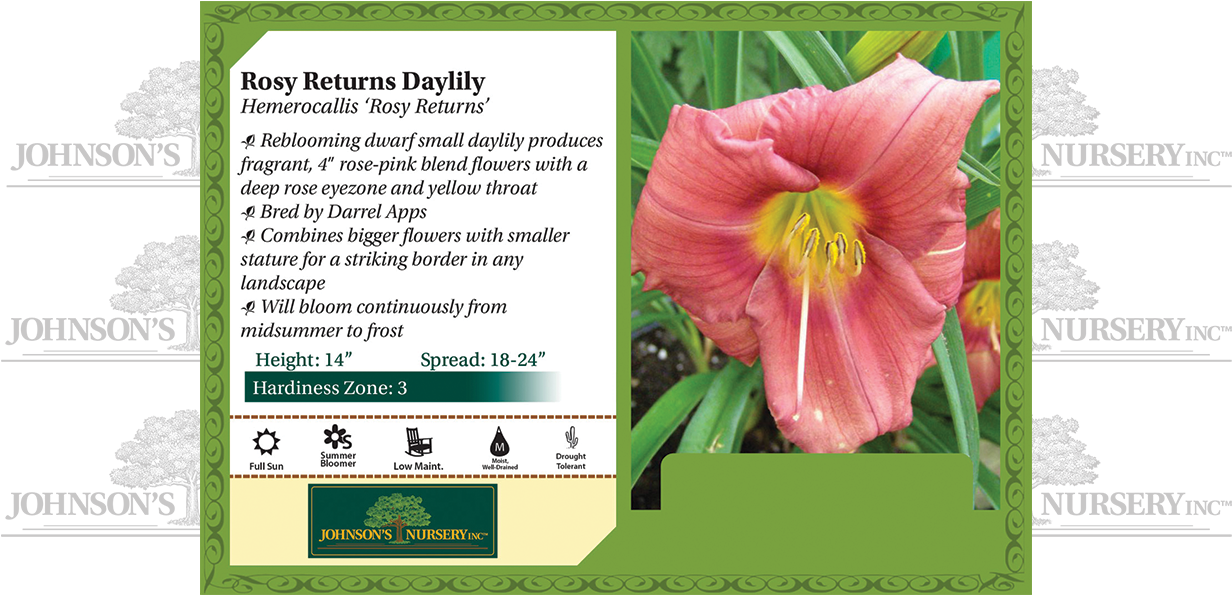 Rosy Returns Daylily Hemerocallis 'rosy Returns' Benchcard (1250x594), Png Download