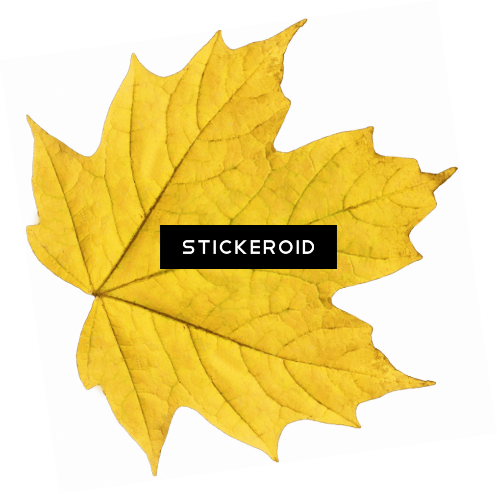 Yellow Maple Leaf (1014x1008), Png Download