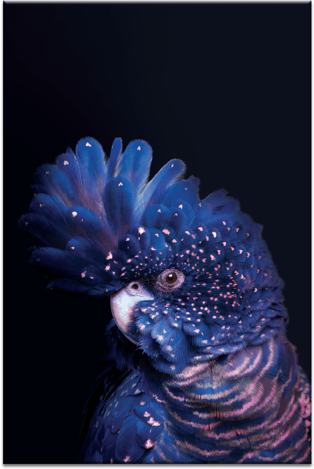 Confident Cocky On Dark Blue (1000x1000), Png Download