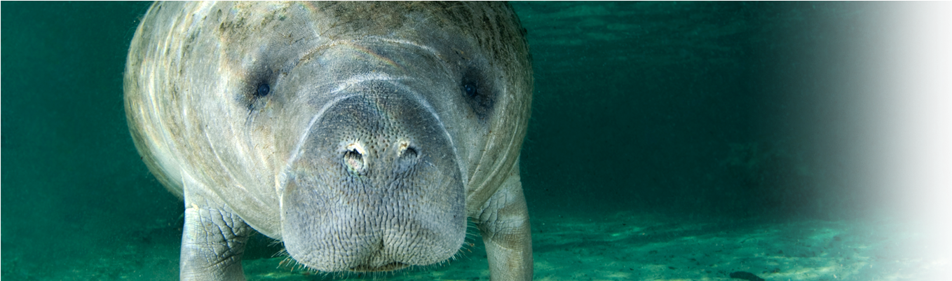 Visit Us From Nov (1920x400), Png Download