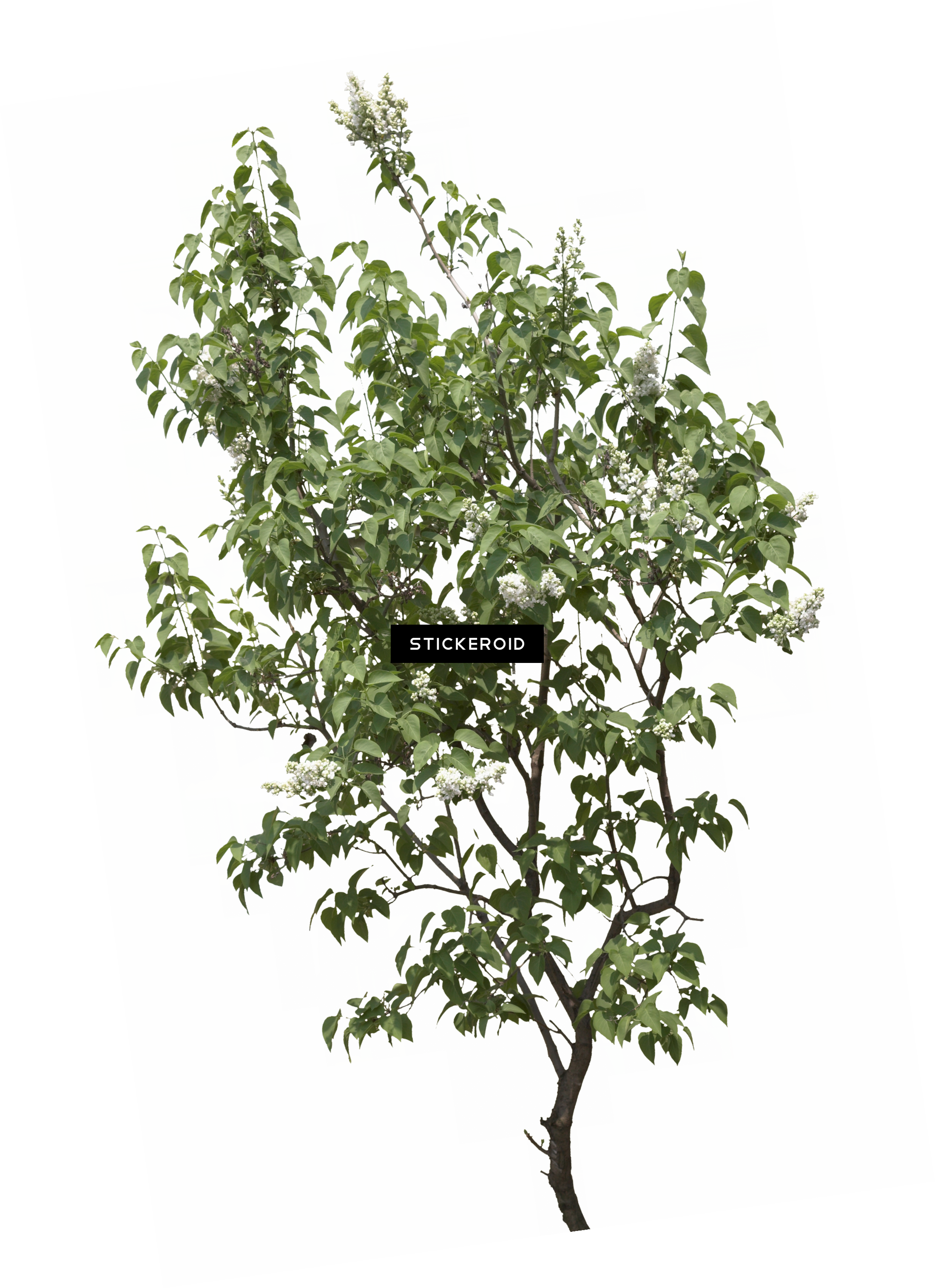 Tree (2199x3027), Png Download
