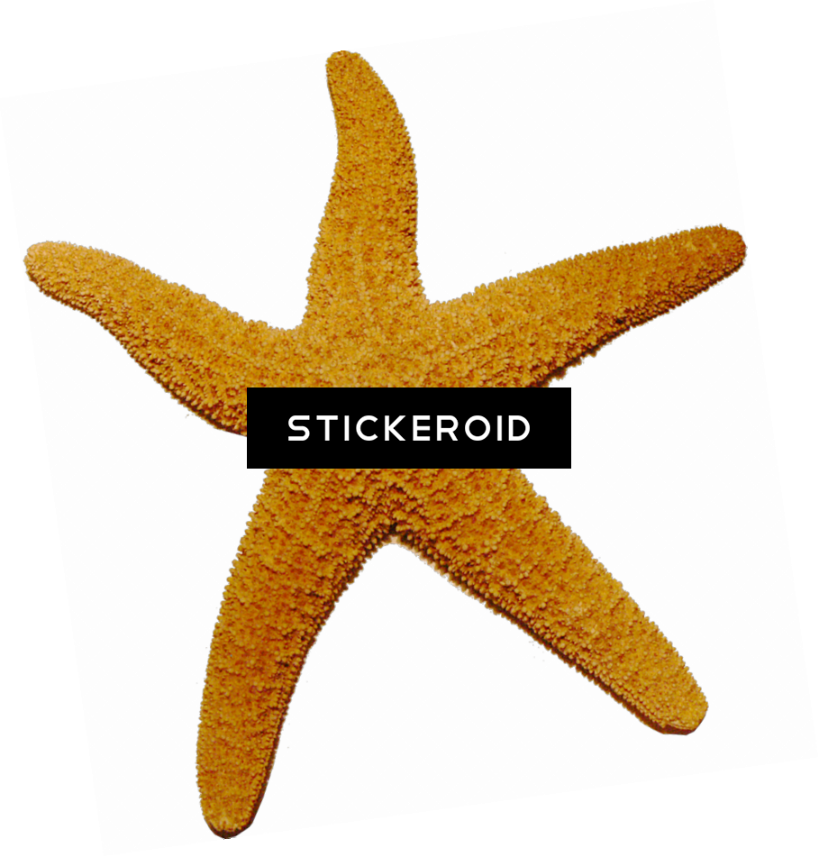 Starfish Animals (909x951), Png Download