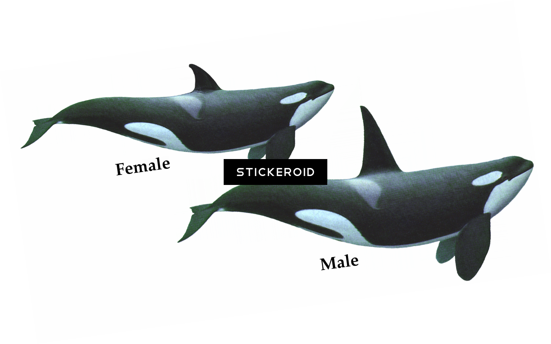 Killer Whale Hd (1914x1196), Png Download